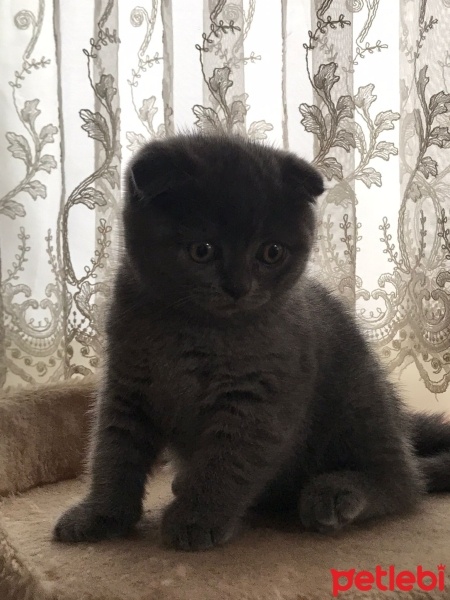 Scottish Fold, Kedi  Duman fotoğrafı