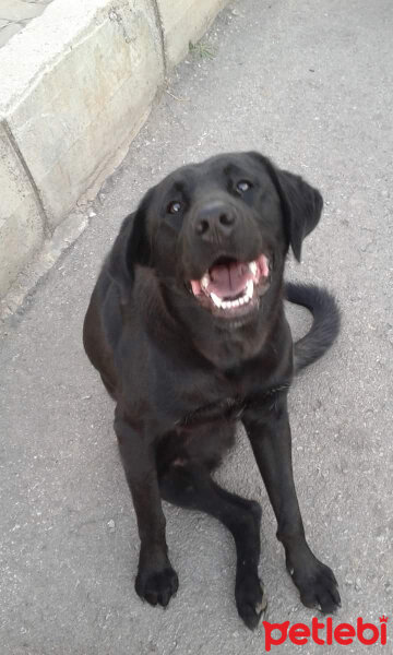 Labrador Retriever, Köpek  Kara ve sari erkek ve disi fotoğrafı