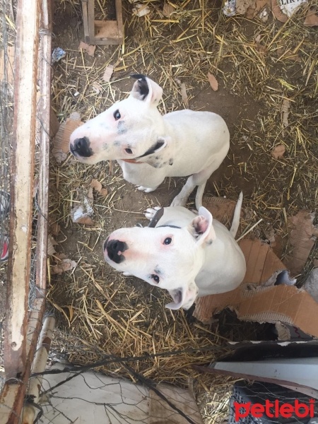 Dogo Arjantin, Köpek  Teresa&Mendosa fotoğrafı