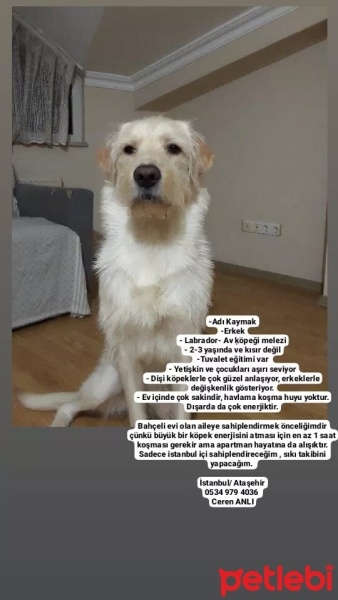 Labrador Retriever, Köpek  Kaymak fotoğrafı