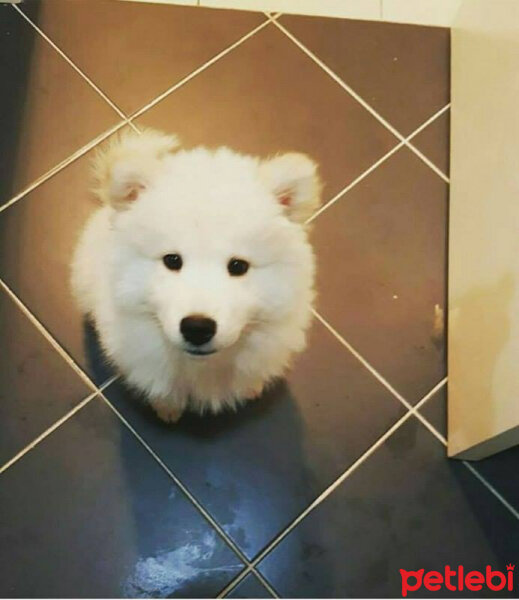 Samoyed, Köpek  Alfa fotoğrafı