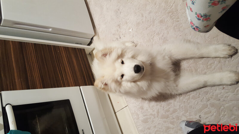 Samoyed, Köpek  Alfa fotoğrafı