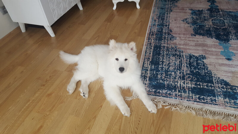 Samoyed, Köpek  Alfa fotoğrafı