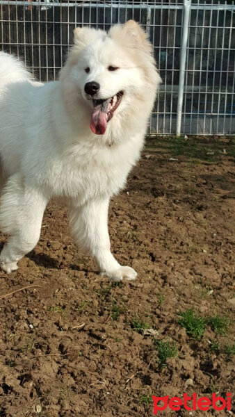 Samoyed, Köpek  Alfa fotoğrafı