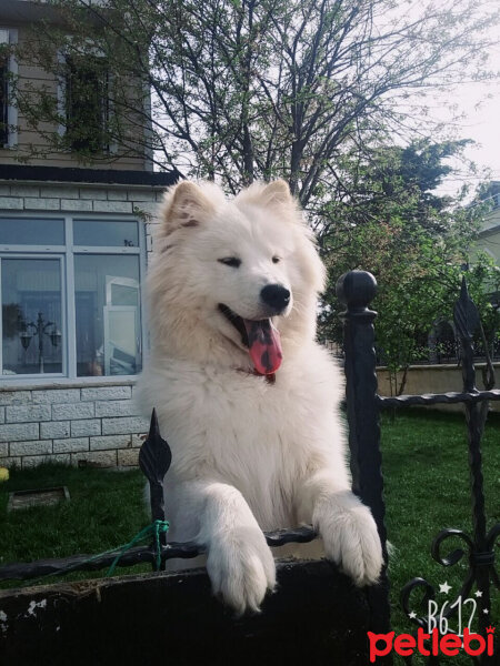 Samoyed, Köpek  Alfa fotoğrafı