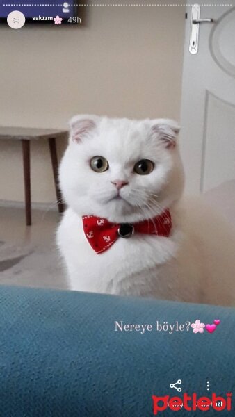 Scottish Fold, Kedi  Sakız fotoğrafı