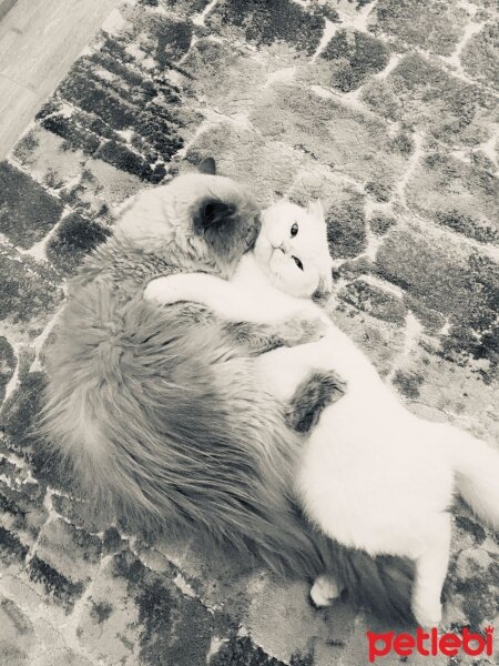 Scottish Fold, Kedi  Sakız fotoğrafı