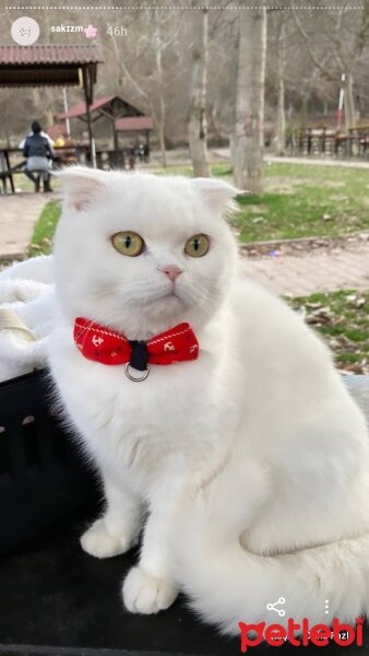 Scottish Fold, Kedi  Sakız fotoğrafı