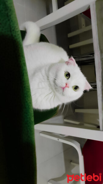 Scottish Fold, Kedi  Sakız fotoğrafı