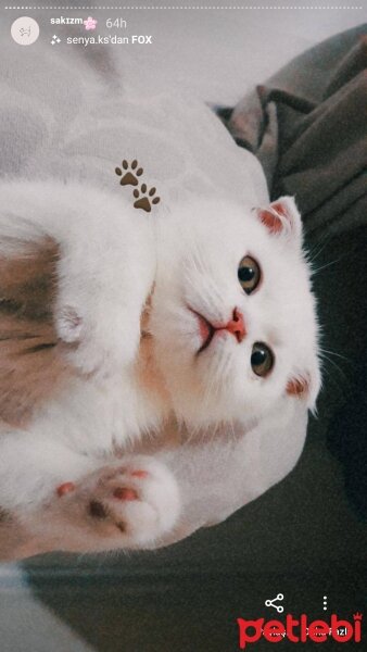 Scottish Fold, Kedi  Sakız fotoğrafı