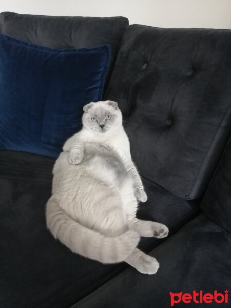 Scottish Fold, Kedi  Pamuk fotoğrafı