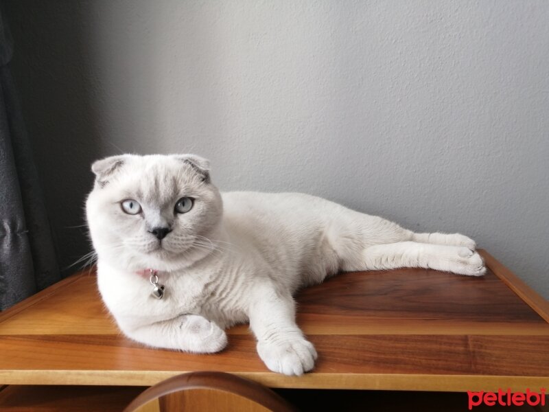 Scottish Fold, Kedi  Pamuk fotoğrafı