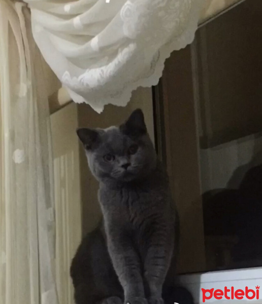 British Shorthair, Kedi  Sherlock fotoğrafı
