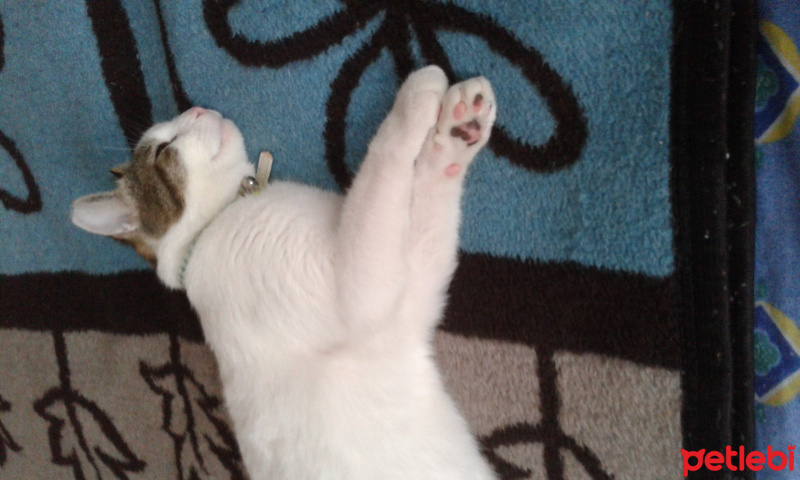 Tekir Kedi, Kedi  Leo fotoğrafı