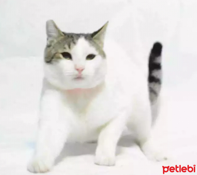 Tekir Kedi, Kedi  Leo fotoğrafı