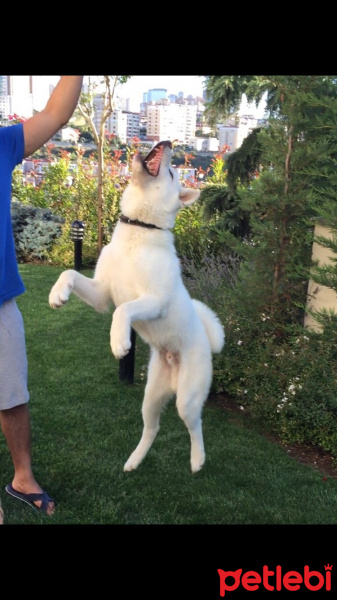 Akita İnu, Köpek  Beyaz fotoğrafı