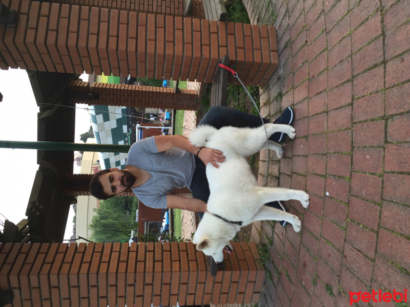 Akita İnu, Köpek  Beyaz fotoğrafı