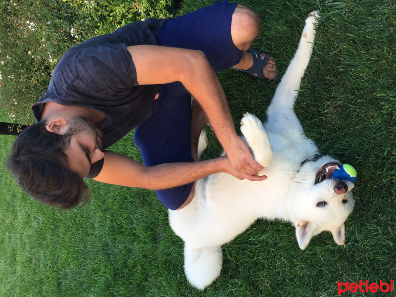 Akita İnu, Köpek  Beyaz fotoğrafı