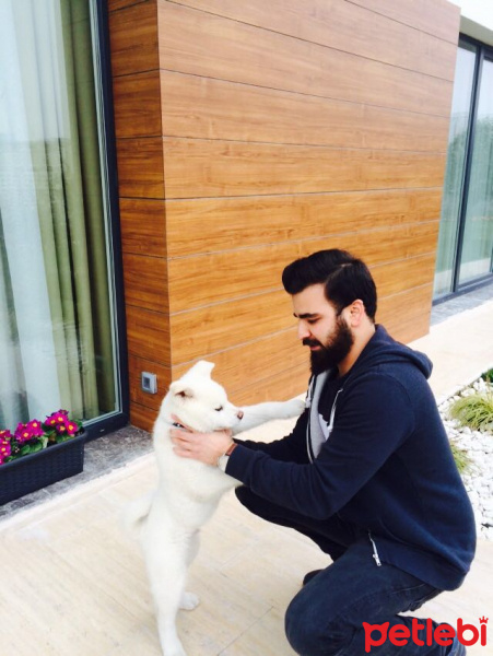 Akita İnu, Köpek  Beyaz fotoğrafı