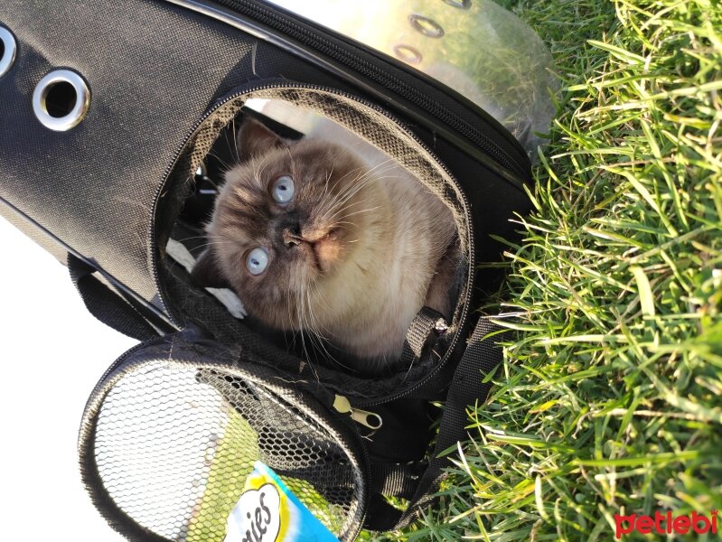 Scottish Fold, Kedi  Leyla fotoğrafı