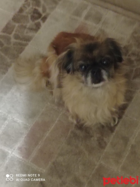 Pekingese, Köpek  Fıstık fotoğrafı
