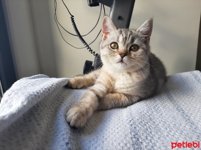 British Shorthair, Kedi  Mina fotoğrafı