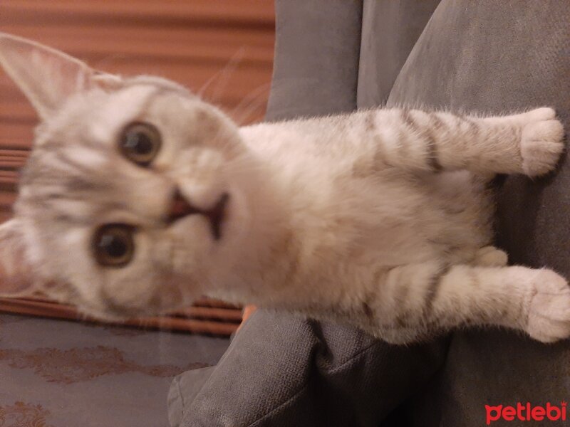 British Shorthair, Kedi  Mina fotoğrafı