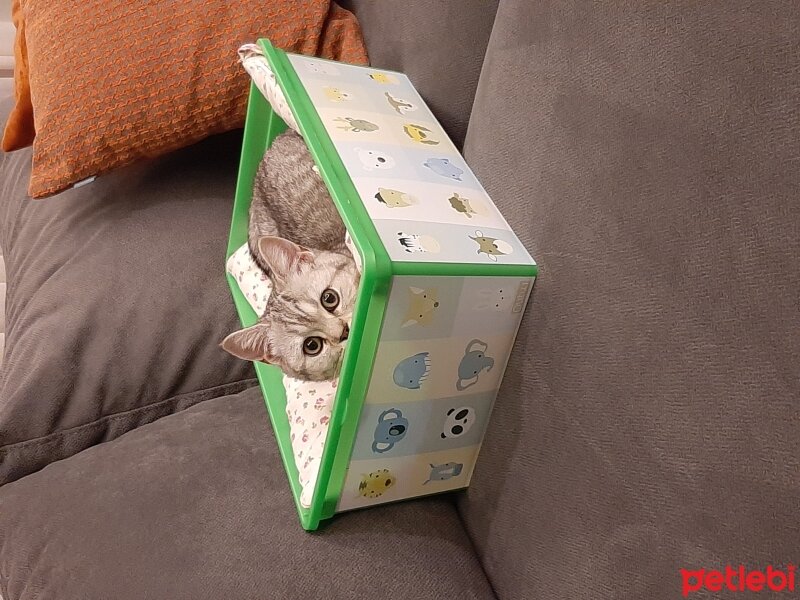 British Shorthair, Kedi  Mina fotoğrafı