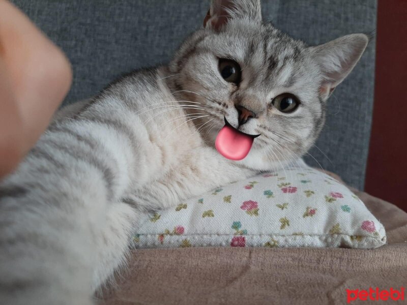 British Shorthair, Kedi  Mina fotoğrafı