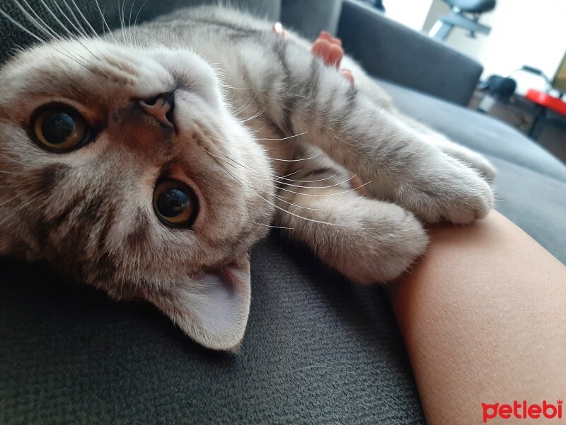 British Shorthair, Kedi  Mina fotoğrafı