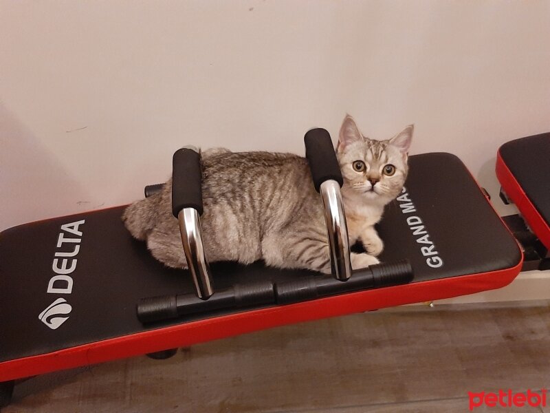 British Shorthair, Kedi  Mina fotoğrafı