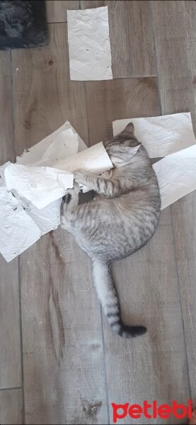 British Shorthair, Kedi  Mina fotoğrafı