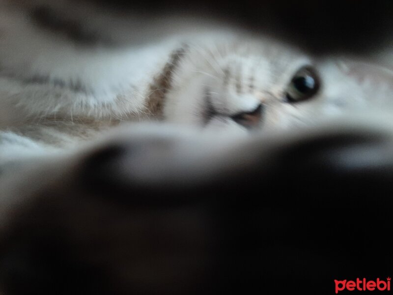 British Shorthair, Kedi  Mina fotoğrafı