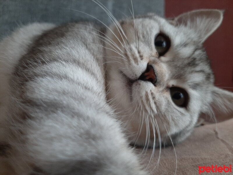 British Shorthair, Kedi  Mina fotoğrafı