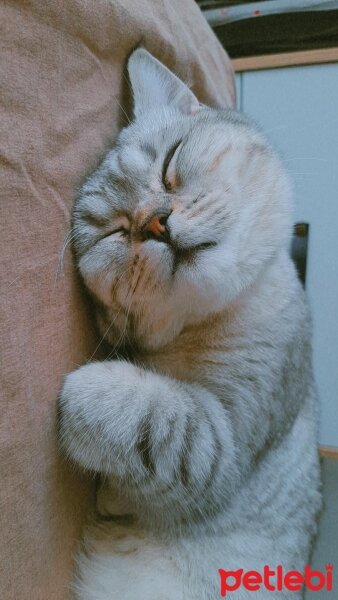 British Shorthair, Kedi  Mina fotoğrafı