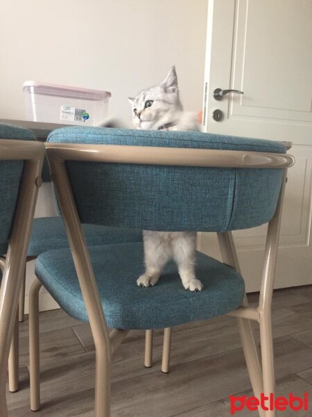 British Shorthair, Kedi  Mina fotoğrafı