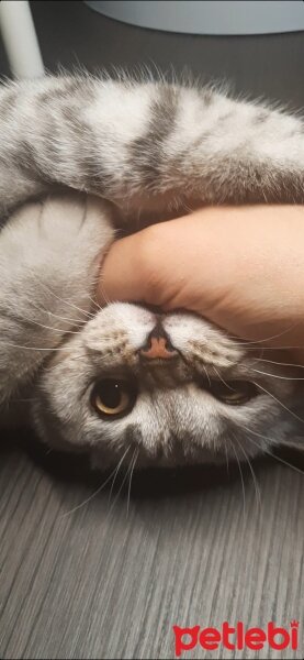 British Shorthair, Kedi  Mina fotoğrafı