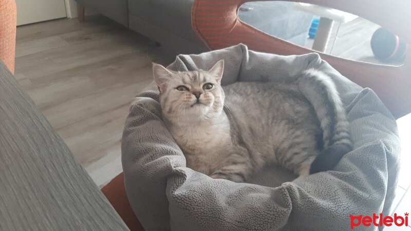 British Shorthair, Kedi  Mina fotoğrafı