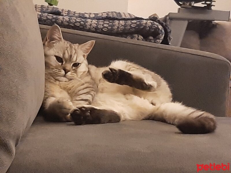 British Shorthair, Kedi  Mina fotoğrafı