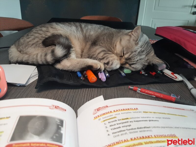 British Shorthair, Kedi  Mina fotoğrafı