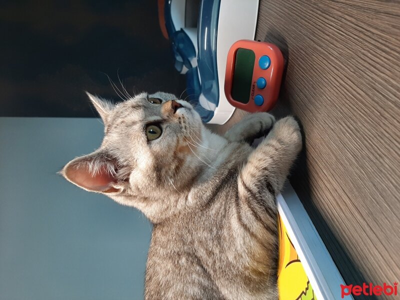 British Shorthair, Kedi  Mina fotoğrafı