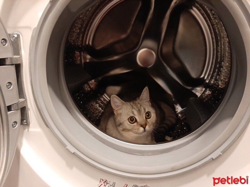 British Shorthair, Kedi  Mina fotoğrafı