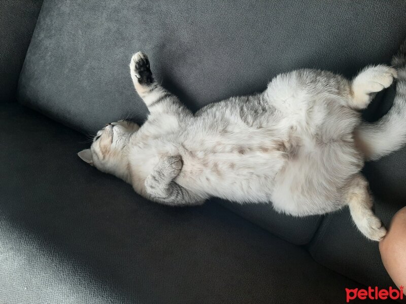 British Shorthair, Kedi  Mina fotoğrafı