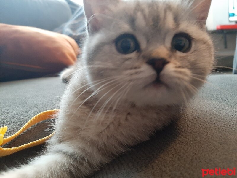 British Shorthair, Kedi  Mina fotoğrafı