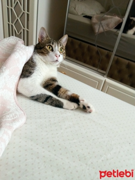 Tekir Kedi, Kedi  Pamuk fotoğrafı