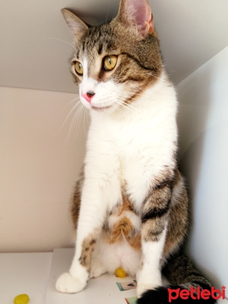 Tekir Kedi, Kedi  Pamuk fotoğrafı