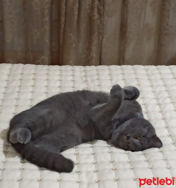 British Shorthair, Kedi  ares fotoğrafı