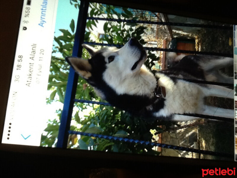 Sibirya Kurdu (Husky), Köpek  Alex fotoğrafı