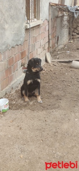 Rottweiler, Köpek  Karan fotoğrafı