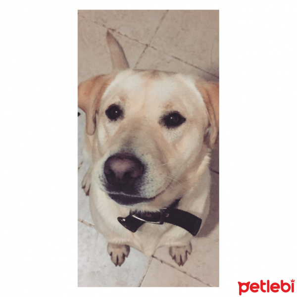 Labrador Retriever, Köpek  Layla fotoğrafı
